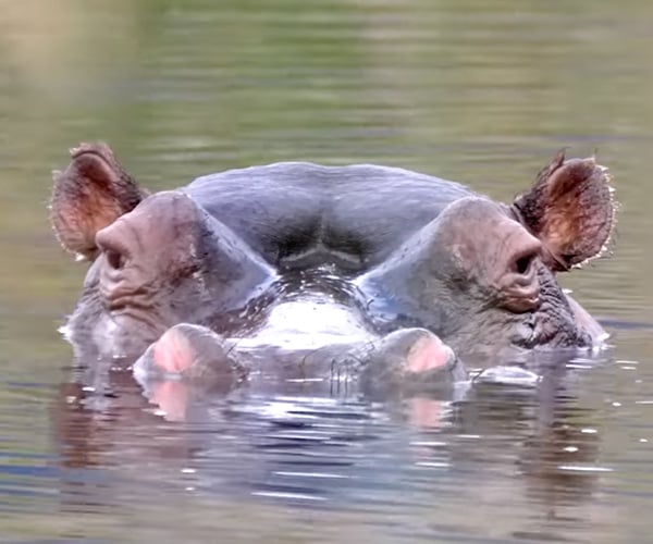 True Facts About Hippos