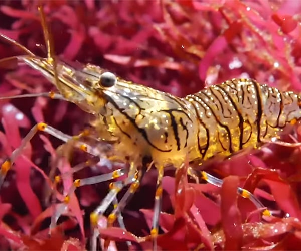 True Facts About Shrimp Adaptations