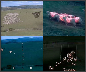 Video: Sheep LED Art