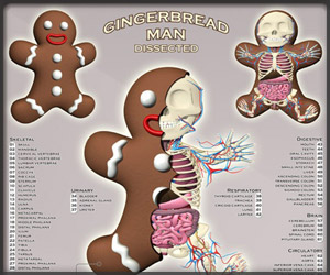 Gingerbread Dissected