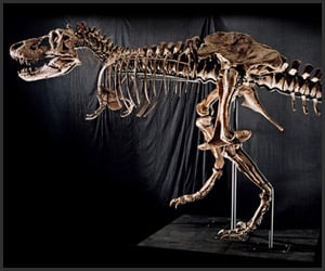 Samson: T. Rex Skeleton