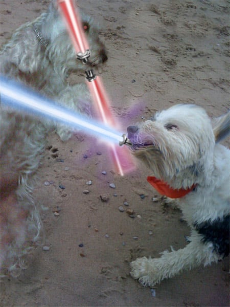 Animals with Lightsabers
