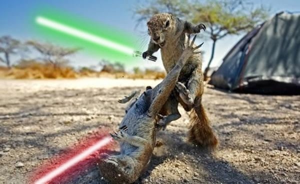 Animals with Lightsabers