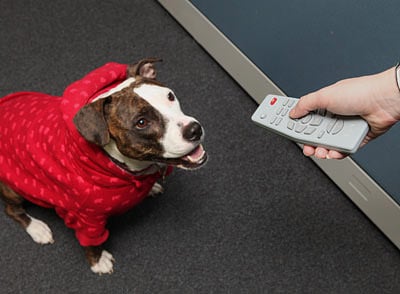Dog Remote Control