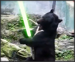 Kung Fu Bear Finds a Lightsaber