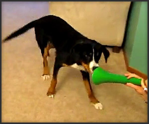 Dog vs. Vuvuzela