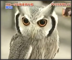 The Transforming Owl