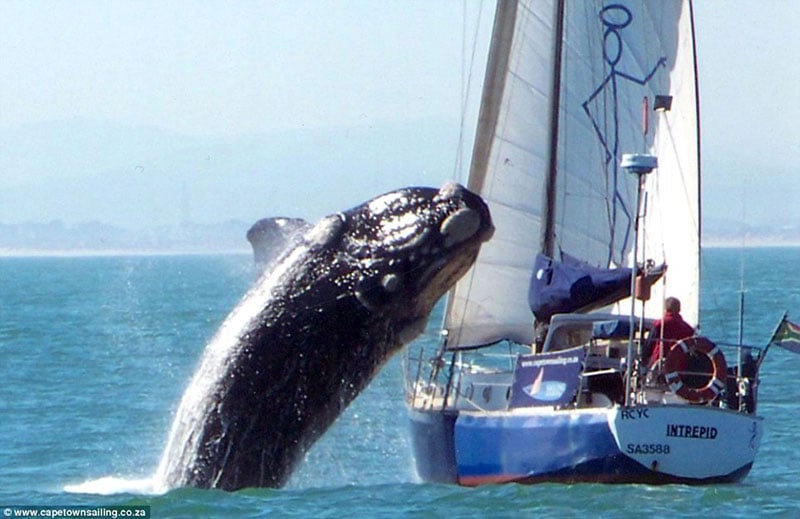 Whale vs. Yacht