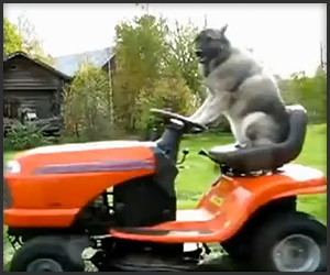 Dog Mows Lawn