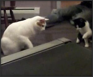 Cats vs. Treadmill