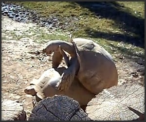 Mating Tortoise Says Wow