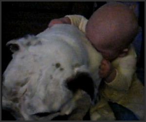 Bulldog-Eating Baby