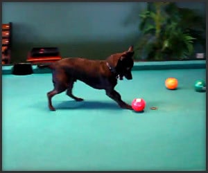 Pool Playing Dog
