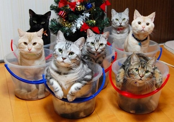 How To Store & Organize Cats