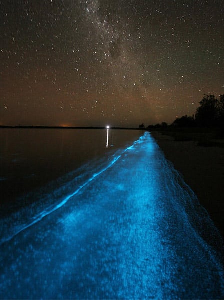 Bioluminescence - The Awesomer