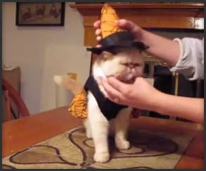 Halloween Cat 2