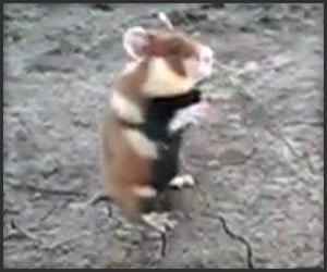 Don’t Mess with this Hamster