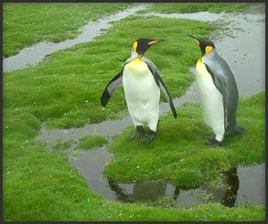 Penguin Parkour
