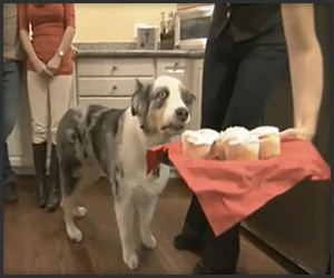 Dramatic Cupcake Dog