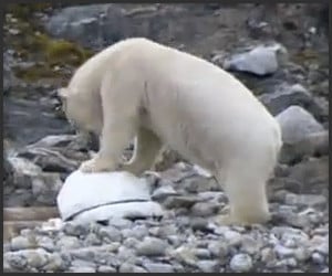 Polar Bears vs. Cameras