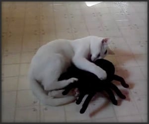 Cat vs. Spider