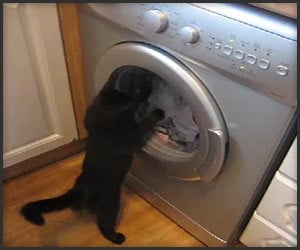Cat vs. Washing Machine