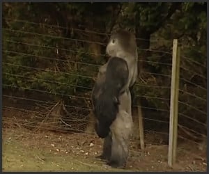Gorilla Walks Like a Man