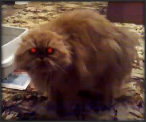 Possessed Devil Cat III