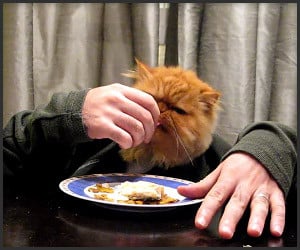 How Cats Eat
