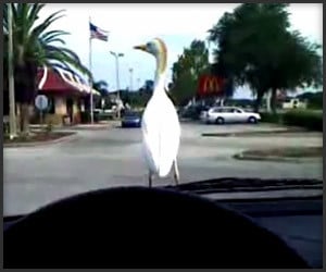 Egret Goes for a Ride