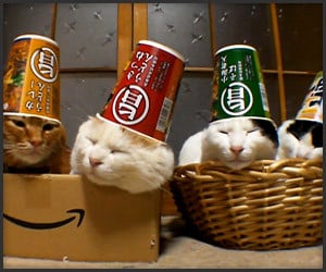 Four Cats, Four Cups