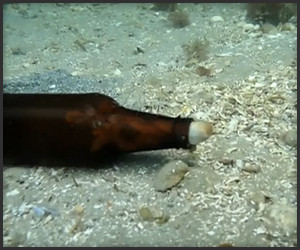Beer Bottle Octopus