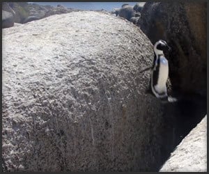 Penguin Leap of Faith