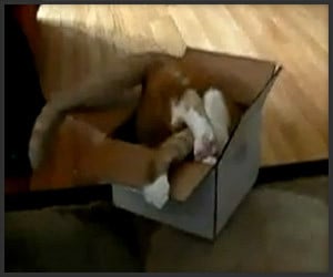 Small Cat, Smaller Box