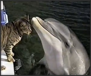 Cat Plays With Dolphins