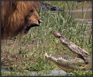 Lion vs. Croc
