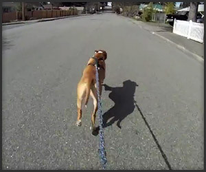 Dog Walks Owner