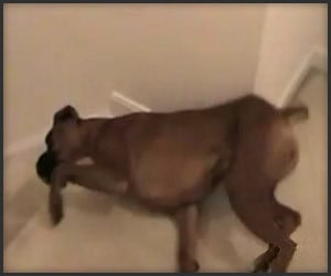 Dog Goes Downstairs