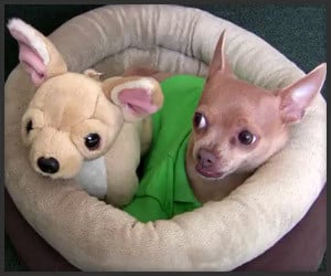 Ultimate Stuffed Dog Tease