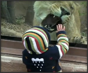 Lion Wants Baby