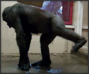 Breakdancing Gorilla