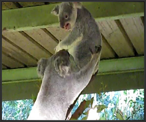 Angry Koalas = Demons?