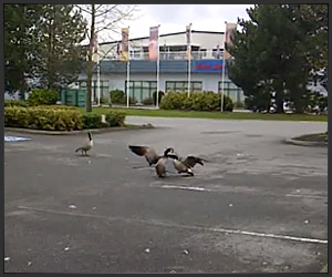 Goose Fight