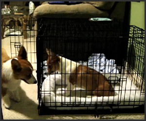 Dog Prison Break