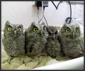 Orphaned Screech Owls