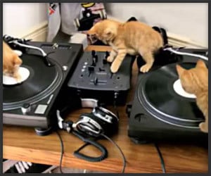 DJ Kittens
