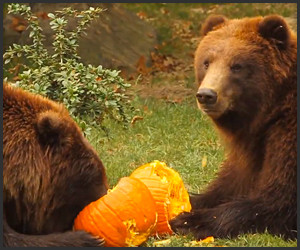 Bears Love Pumpkins