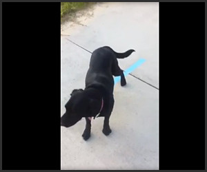 Dog Fetches Deaf Dog