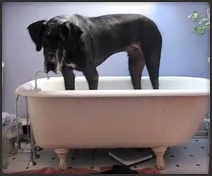 Stuck in the Tub