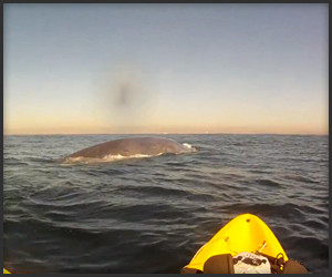 Kayaking with Whales